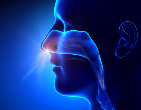 Sinuses breathing, human anatomy illustration