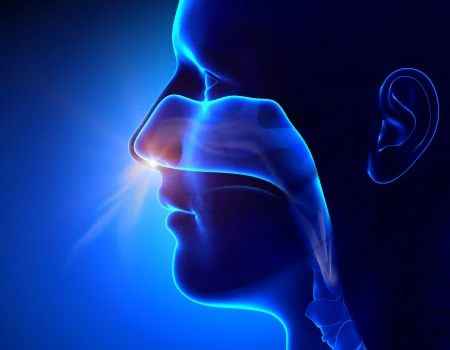 Sinuses breathing, human anatomy illustration