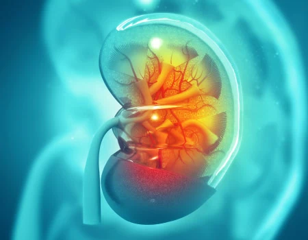 3d illustration of a human kidney in glowing jade colours