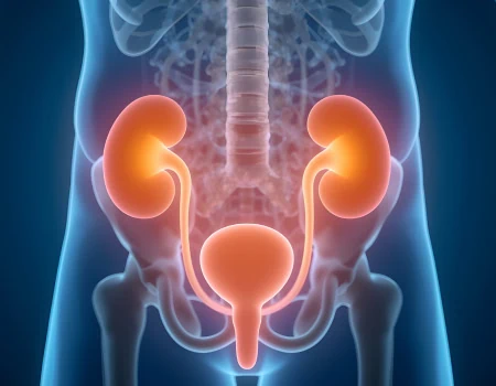 3D medical illustration showing human kidneys and urinary system glowing in blue and red tones