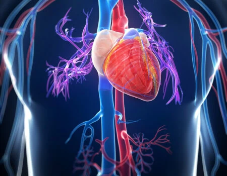 3d rendered Illustration of the human heart
