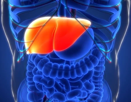 3d illustration of a human liver
